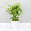 Miniatyrbillede 3 af 4: Japansk ahorn - Acer palmatum 'Going Green' - Højde 35-55cm - ⌀15cm