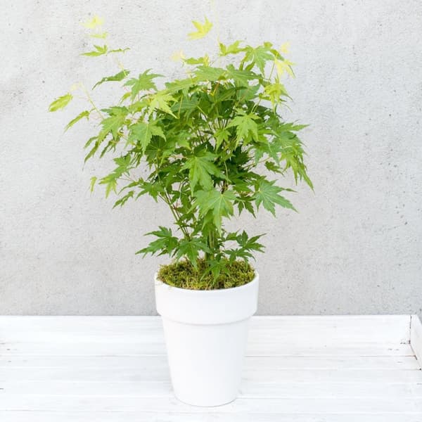 Japansk ahorn - Acer palmatum 'Going Green' - Højde 35-55cm - ⌀15cm