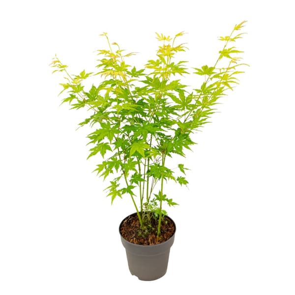 Japansk lönn - Acer palmatum 'Going Green' - Höjd 35-55cm - ⌀15cm