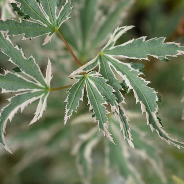 Japansk lönn - Set om 2 - Acer palmatum 'Butterfly' - Höjd 35-55cm - ⌀15cm