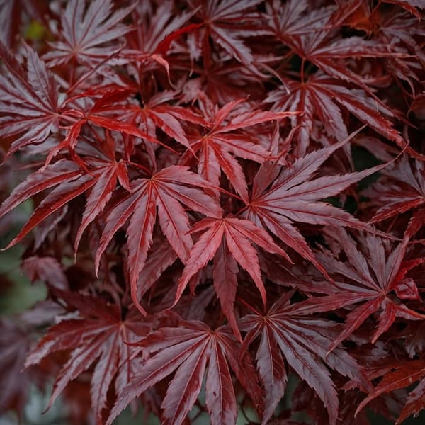 Japansk ahorn - 2 stk - Acer palmatum Atropurpureum - Højde 35-55cm - ⌀15cm