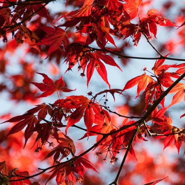 Japansk ahorn - 2 stk - Acer palmatum Atropurpureum - Højde 35-55cm - ⌀15cm