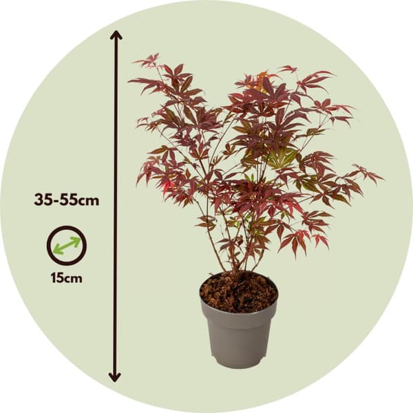 Rödbladig japansk lönn 'Atropurpureum' - Acer palmatum - Höjd 35-55cm - ø15cm