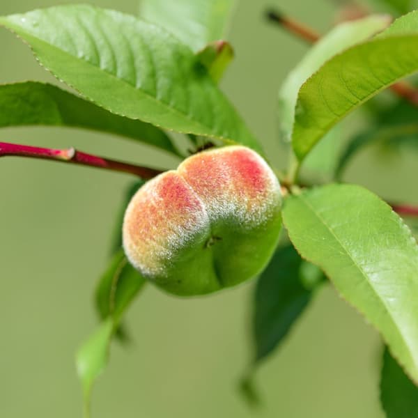 Ferskentræ - Sæt med 2 - Prunus Bonanza, Saturne - Højde 60-70cm - ⌀15cm