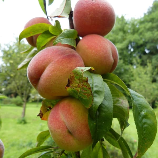 Ferskentræ - Sæt med 2 - Prunus Bonanza, Saturne - Højde 60-70cm - ⌀15cm