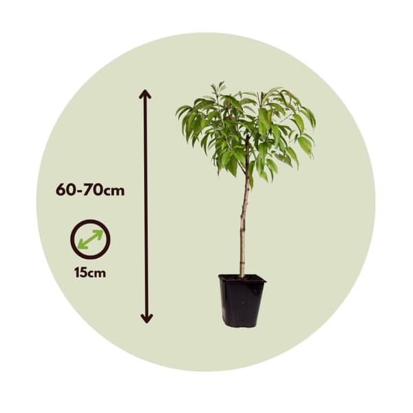Ferskentræ - Sæt med 2 - Prunus Bonanza, Saturne - Højde 60-70cm - ⌀15cm