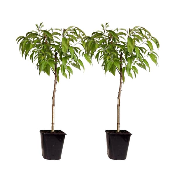 Persikaträd - Set om 2 - Prunus Bonanza, Saturne - Höjd 60-70cm - ⌀15cm