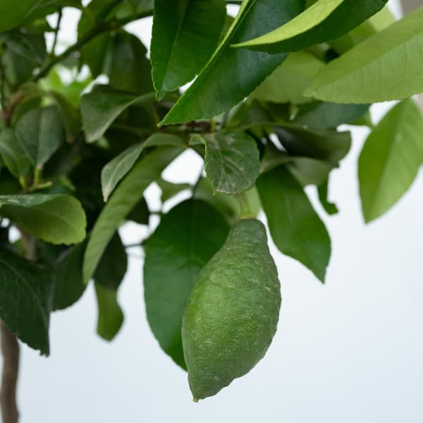 Citrontræ - Citrus limon - Højde 60-70cm - ⌀19cm