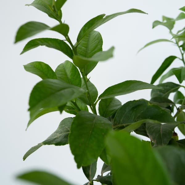 Citrontræ - Citrus limon - Højde 60-70cm - ⌀19cm