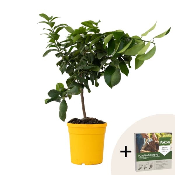 Citrontræ - Citrus limon - Højde 60-70cm - ⌀19cm