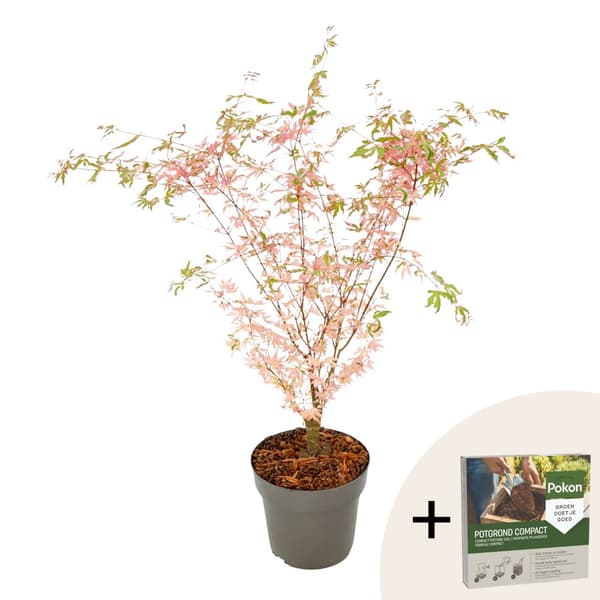 Japansk lönn - Acer palmatum 'Taylor' - Höjd 50-60cm - ⌀19cm