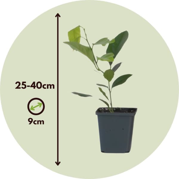 Citronträd - Set om 3 - Citrus limon - Höjd 25-40cm - ⌀9cm