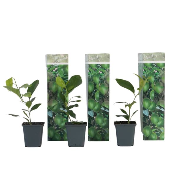 Citronträd - Set om 3 - Citrus limon - Höjd 25-40cm - ⌀9cm