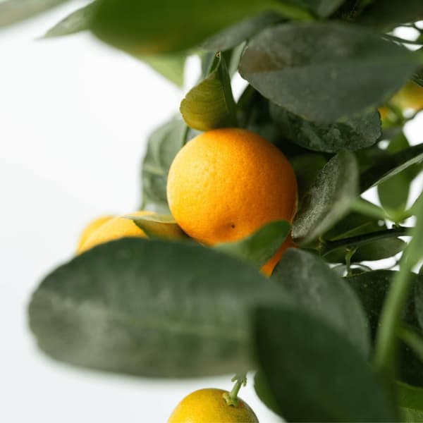 Appelsiinipuu - 3 kpl - Citrus mitis Calamondin - Korkeus 25-40 cm - ⌀9 cm