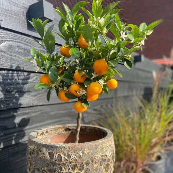 Appelsiinipuu - 3 kpl - Citrus mitis Calamondin - Korkeus 25-40 cm - ⌀9 cm