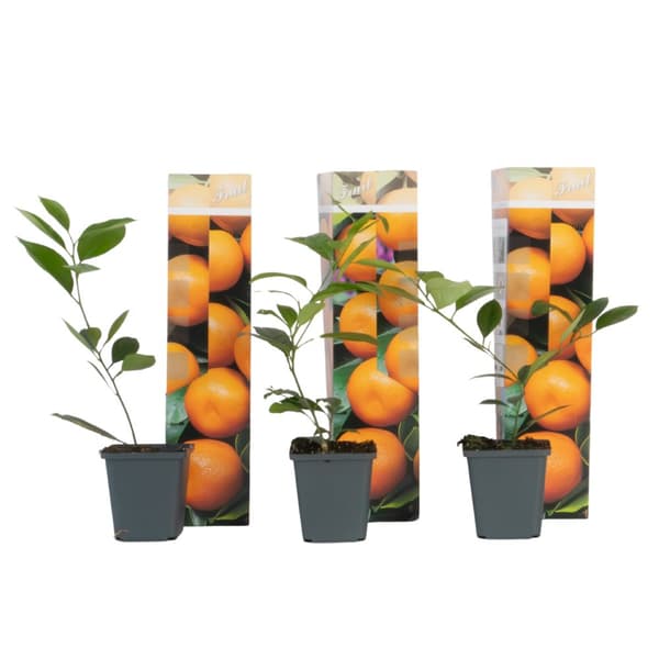 Apelsinträd - Set om 3 - Citrus mitis Calamondin - Höjd 25-40cm - ⌀9cm