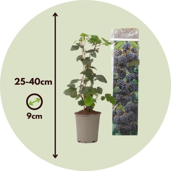 Hallonsläktet - Set om 3 - Rubus Thornless - Höjd 25-40cm - ⌀9cm