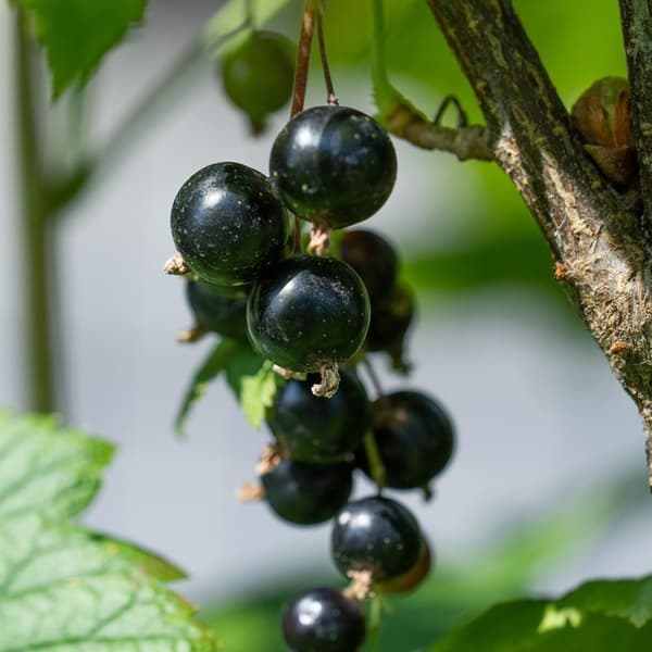 Svarta vinbär - Set om 3 - Ribes Nigrum - Höjd 25-40cm - ⌀9cm