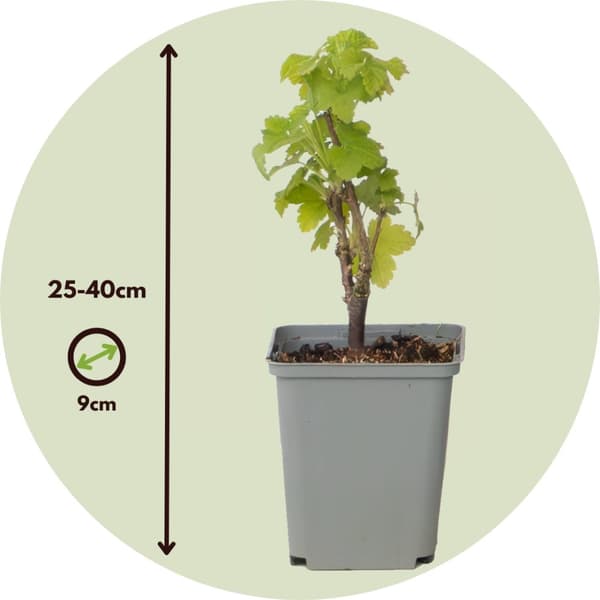 Punaherukka - 3 kpl - Ribes rubrum - Korkeus 25-40cm - ⌀9cm