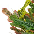 Miniatyrbild 3 av 4: Träd - lövbuske - LEAF-7082 - Flerfärgad artificiell Codiaeum-löv 65 cm