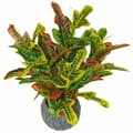 Miniatyrbild 1 av 4: Träd - lövbuske - LEAF-7082 - Flerfärgad artificiell Codiaeum-löv 65 cm