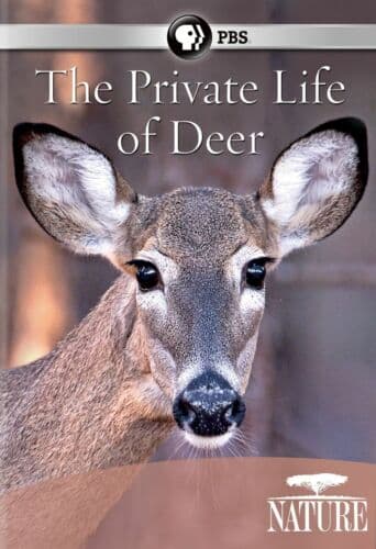 Nature: Private Life Of Deer  [Regi DVD Pre-Owned Region 2
