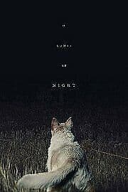 It Comes At Night DVD (2017) Joel Edgerton, Shults (DIR) Cert 15 Pre-Owned Region 2