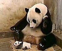 Sneezing Baby Panda - The Movie DVD (2014) Amber Clayton, Hammond (DIR) Cert PG Region 2