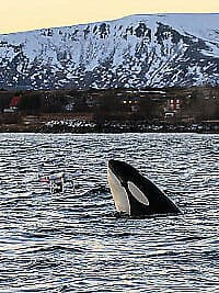 Atlantic - The Wildest Ocean On Earth DVD (2015) Cillian Murphy Cert E Region 2
