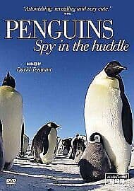 Penguins: Spy in the Huddle DVD (2013) David Tennant Cert E Region 2