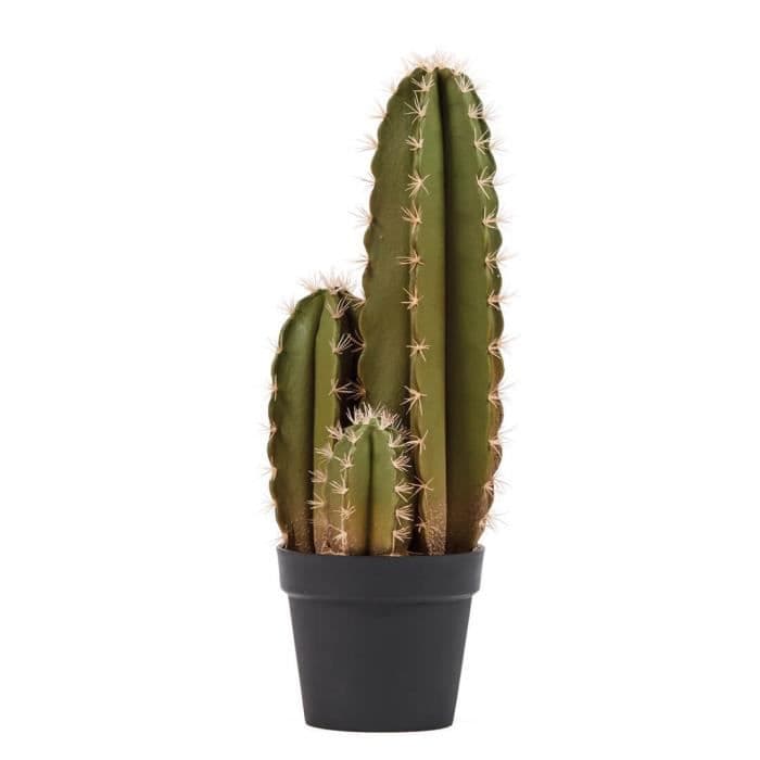CATRAL Organo -kaktus - 64 cm