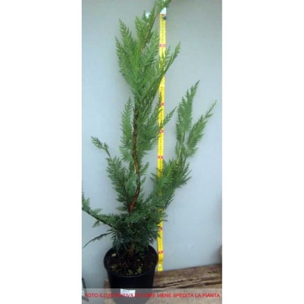 Cupressocyparis Leylandii - Vasin 18cm - Enar - Höjd 80-100 cm - Gröna blad - Snabb tillväxt