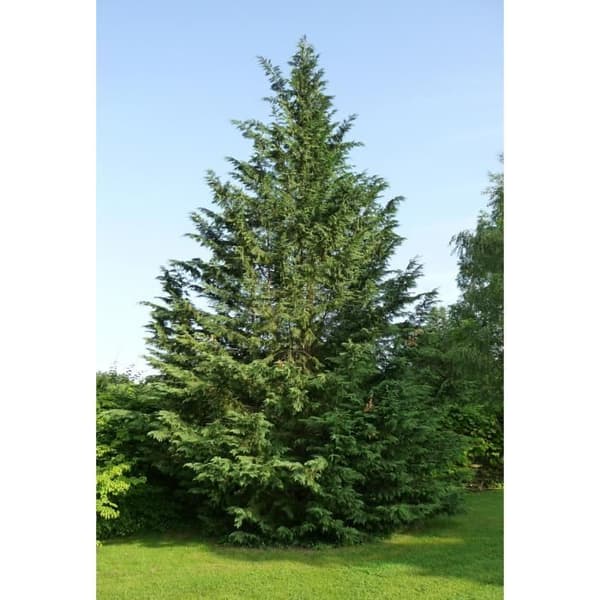 Cupressocyparis Leylandii - Vasin 18cm - Enar - Höjd 80-100 cm - Gröna blad - Snabb tillväxt