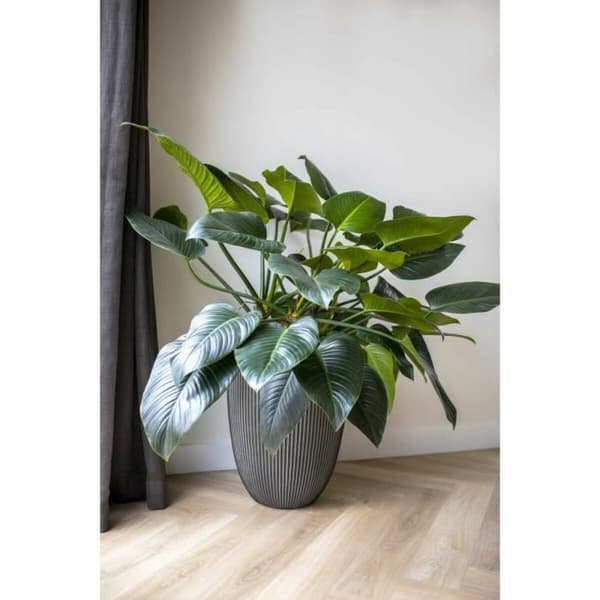 Maljakko Capi Europe GROOVE NL Antrasiitinharmaa Muovinen 34 x 34 x 46 cm