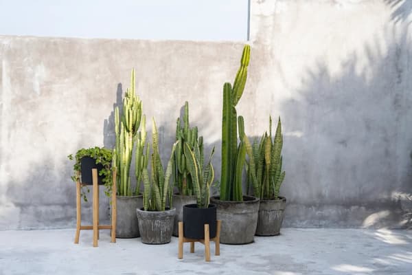 Charcoal High - Sort Naturlig - L