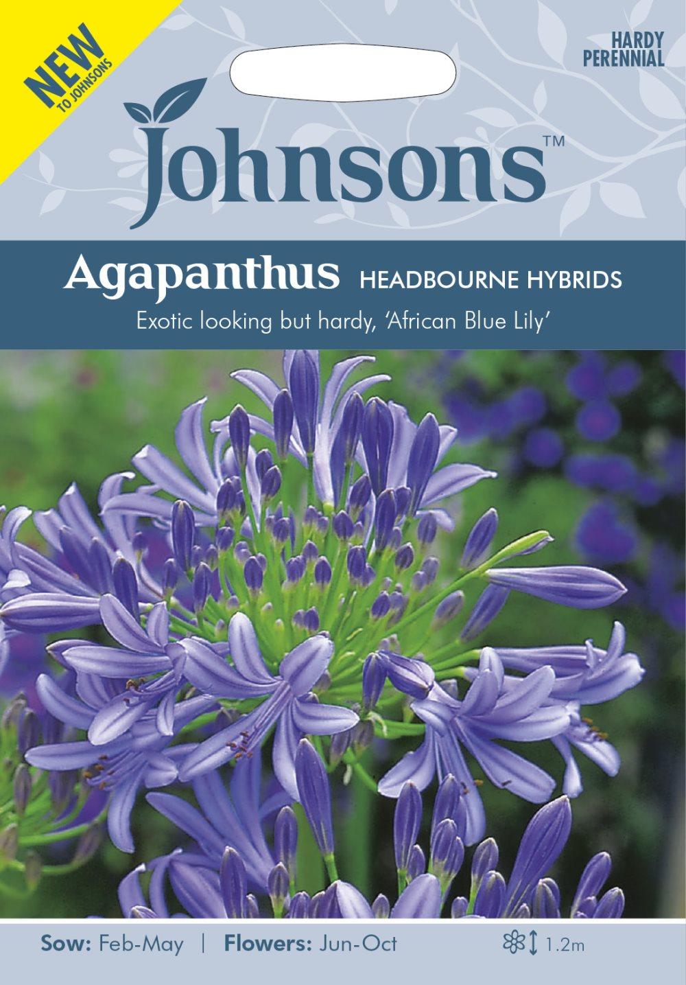 Afrikas blå lilja 'Headbourne Hybrids'