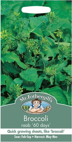 Broccoli 'Rybs 60 days' - Frö