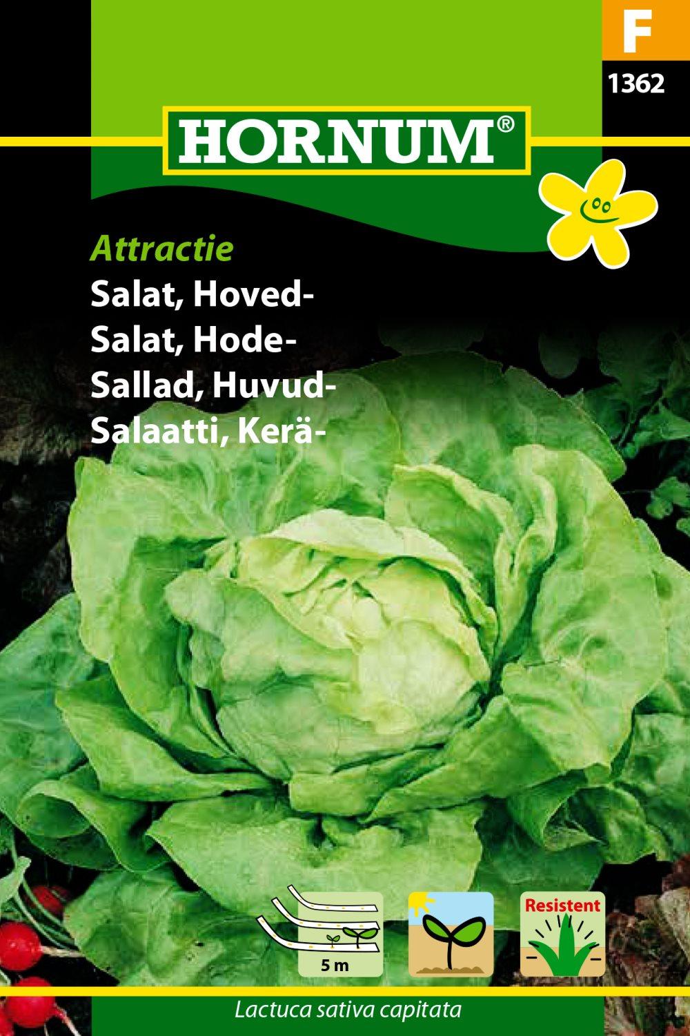 Sallad, Huvud- 'Attractie' (Såband)