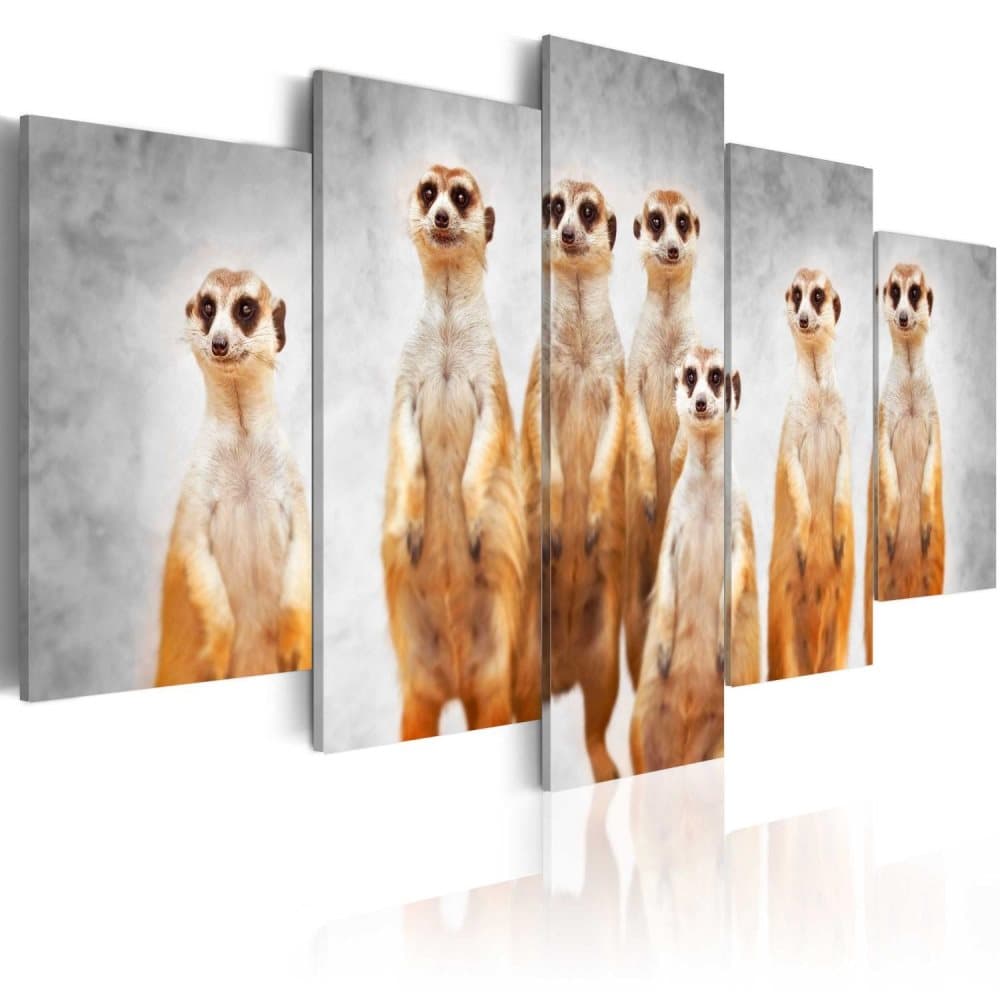 Kuva - Meerkats
