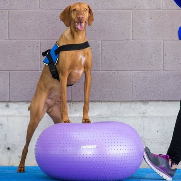 FitPAWS Balanseball til kjæledyr TRAX Donut 55 cm lilla