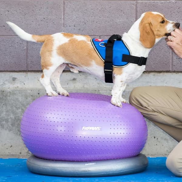 FitPAWS Donuthållare 63 cm grå