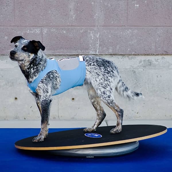FitPAWS Donuthållare 63 cm grå