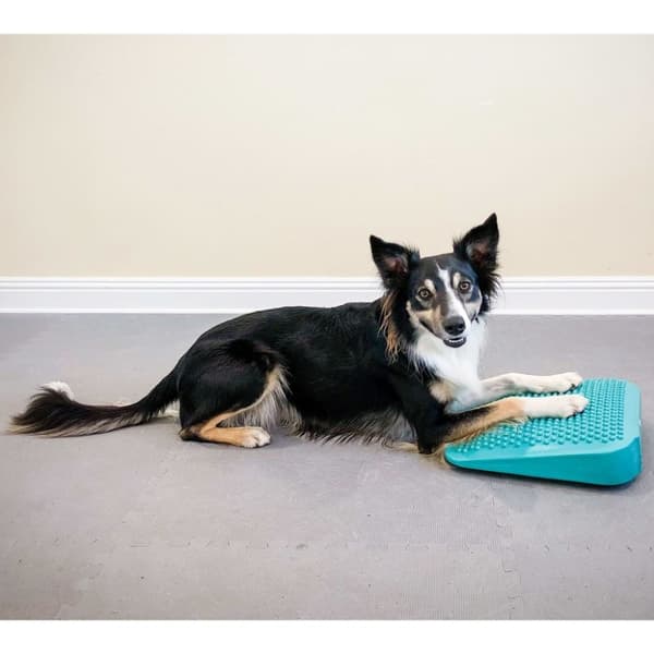 FitPAWS Balanserampe for kjæledyr 35x35x7 cm blå