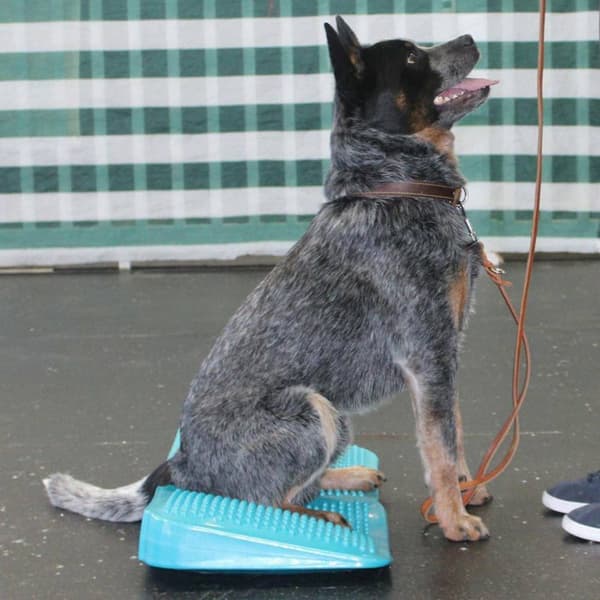 FitPAWS Balanserampe for kjæledyr 35x35x7 cm blå