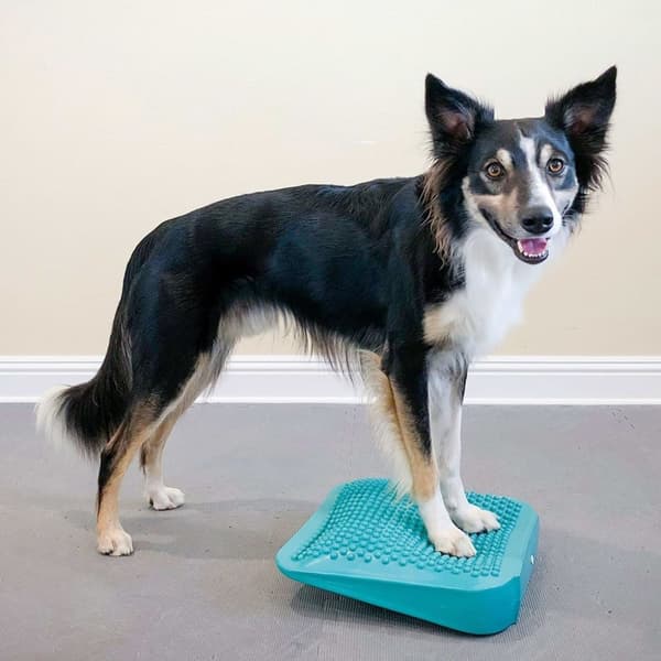 FitPAWS Balanserampe for kjæledyr 35x35x7 cm blå