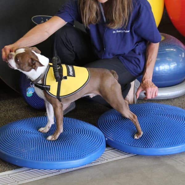 FitPAWS Balansplatta för hund 56 cm blå