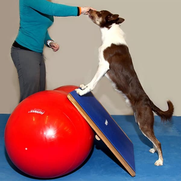 FitPAWS Enorm balansbräda 75x75 cm blå