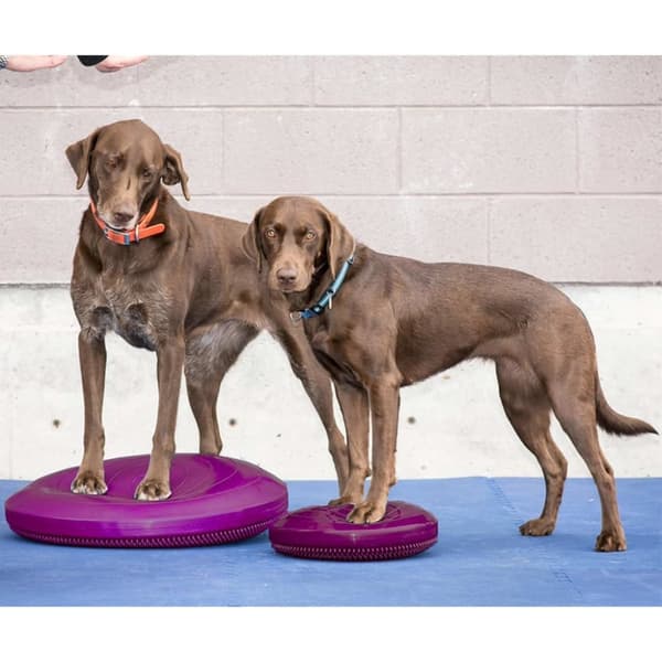 FitPAWS Balanseplate for kjæledyr 56 cm razzleberry