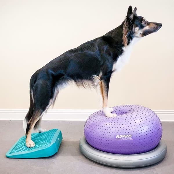 FitPAWS balancerampe til kæledyr 35x35x7 cm blå
