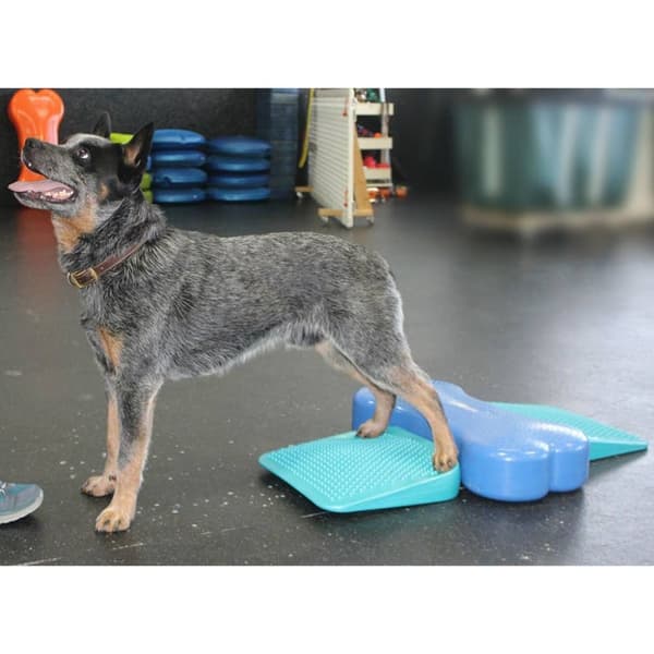 FitPAWS balancerampe til kæledyr 35x35x7 cm blå